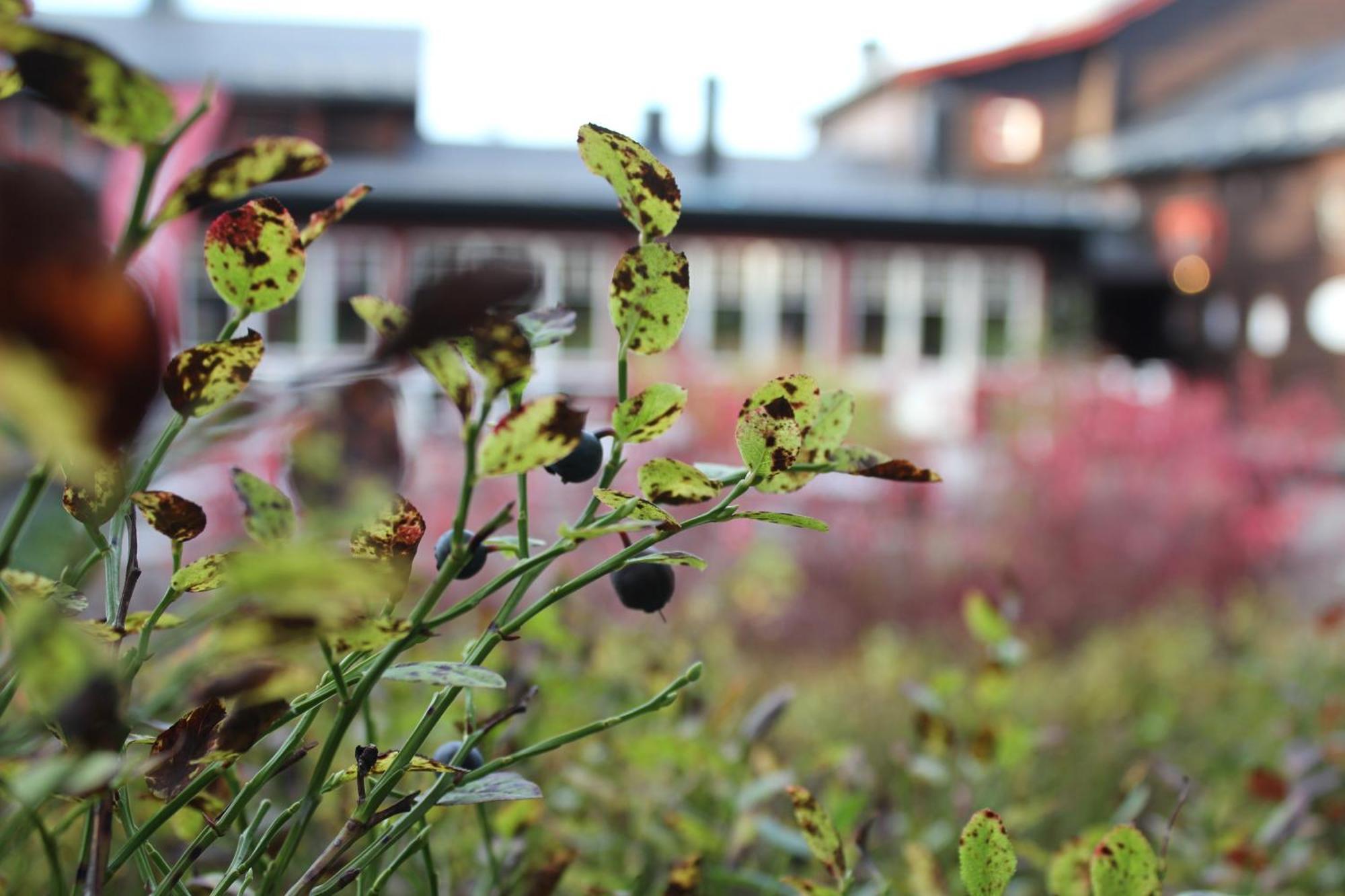 Olarsgarden Hotel Lindvallen